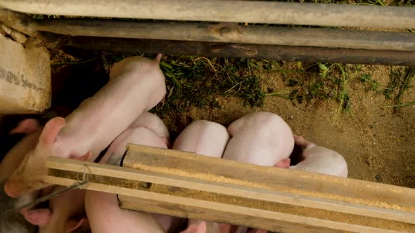 Overhead view of piglets huddling together in the cold, farmyard