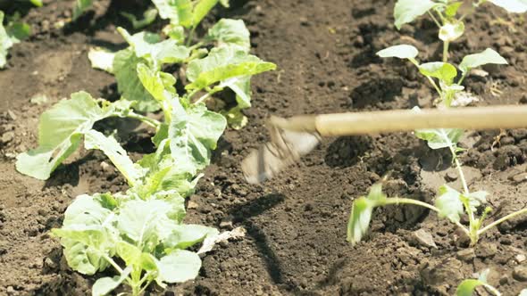 Dolly shot loosening up soil between vegetable plants