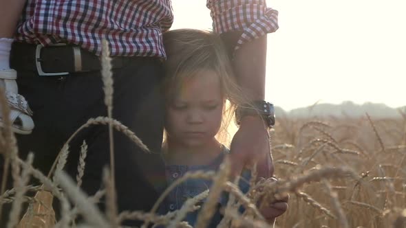 child stands next father and snuggles in wheat field in sunset and looks camera