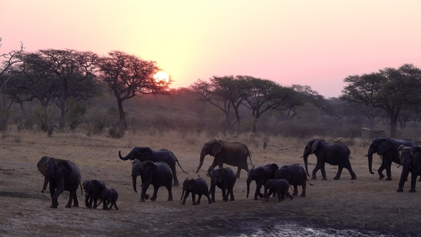 African Elephant Herd Crossing The Camera At Sunset, Africa