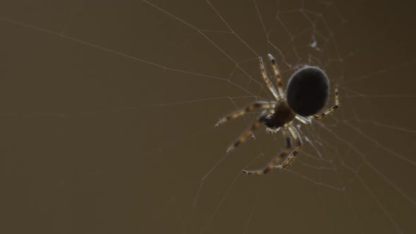 Spider Weaves a Web