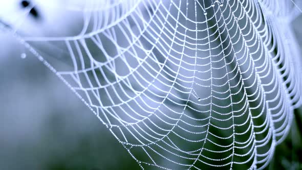 Spider Web