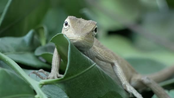 Chameleon On Tree