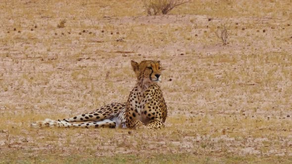 Cheetah Looks Around For Prey And Licking Its Mouth On A Soaring Heat In South Africa. - static shot