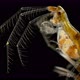 Crustacean Dulichia Sp. Under the Microscope, of the Dulichiidae Family, Female with Embryos in - VideoHive Item for Sale