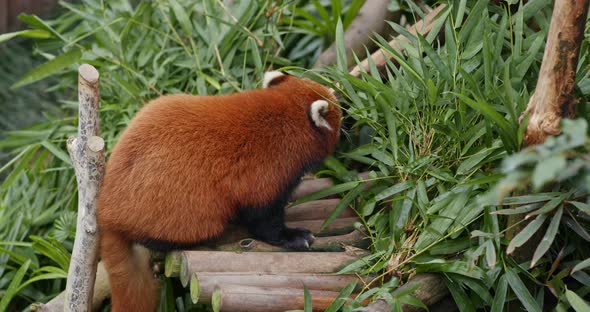 Red panda