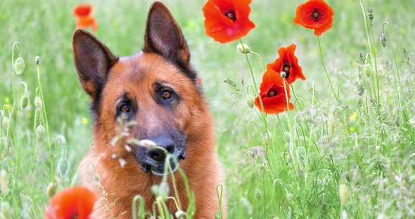 Purebred German Shepherd Resting in the Grass and Red Poppies