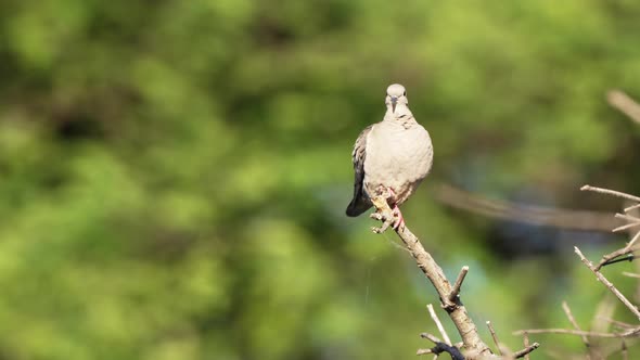 Close up shot of a female terrestrial and conspicuous eared dove, zenaida auriculata with greyish pl