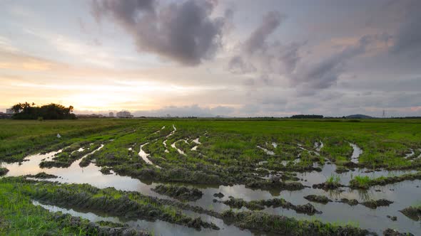 Timelaspe sunset over green paddy field