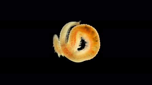 Worm Polychaeta Naineris Sp. Under a Microscope, of the Family Orbiniidae