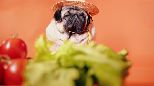 Close Up of Tired Cute Pug with Tomatoes Cucumbers Lettuce and Cabbage on Orange Background