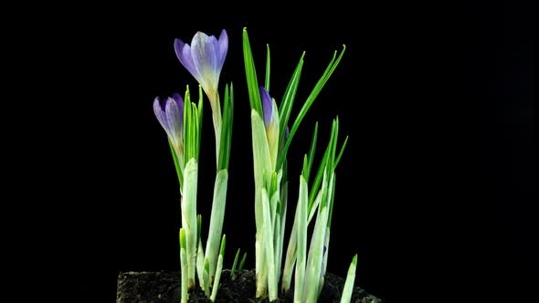 Timelapse of Several Violet Crocuses Flowers Grow Blooming and Fading on Black Background