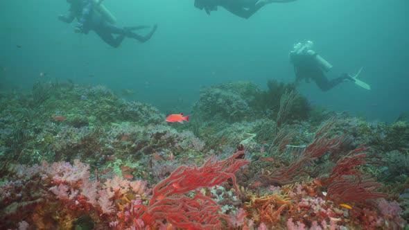 Scuba Divers Underwater