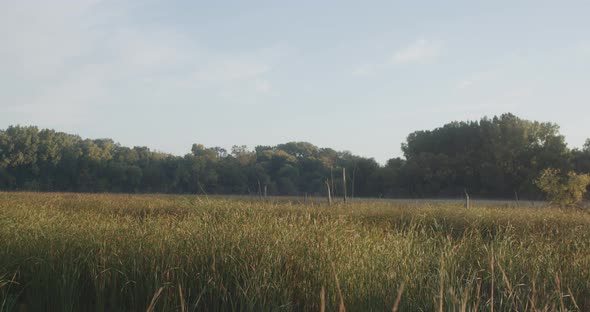 Tall Grass in the Field in the Morning Slow Motion