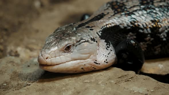 Blue-tongued Skink Lizard On The Deserts Of Australia. Close Up