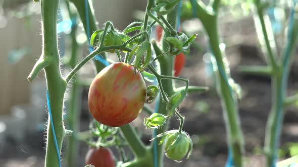 Harvest Time For Tomatoes