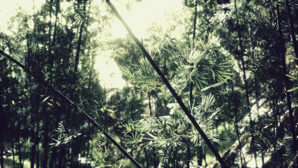 Green Bamboo Forest in Hawaii