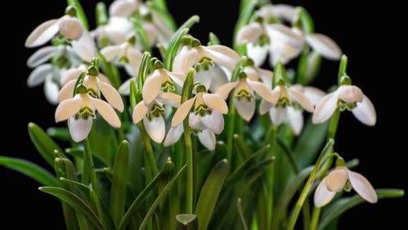 Snowdrops Blooming Blossom Time Lapse.