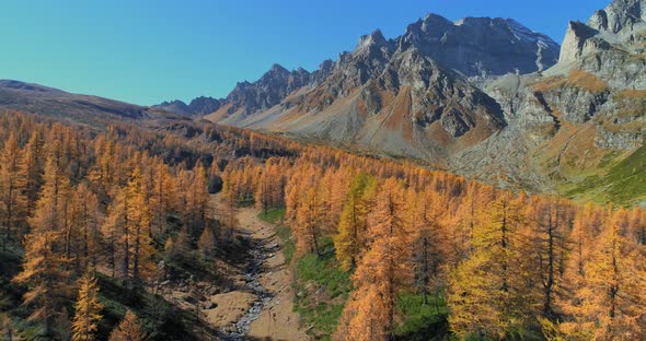 Down Aerial Over Alpine Mountain Valley with Creek and Larch Forest Woods in Sunny Autumn