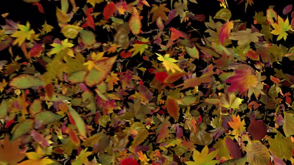 Autumn Leaves Fall From Right To Left alt