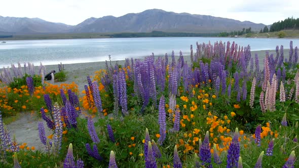 Beautiful Lupin Field at Lake Tekapo, New Zealand in Summer