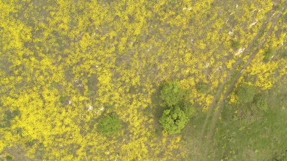 Natural habitat of Alyssum Aurinia saxatilis flower by spring 4K drone video