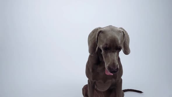 Funny Weimaraner dog on white background