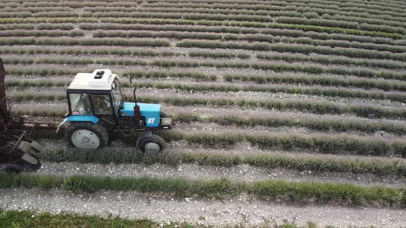 Aerial Drone View of a Tractor Harvesting Flowers in a Lavender Field