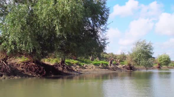 Willow Trees Grows On The Riverbank During Summer In Tulcea, Romania, Europe - View From A Speedboat