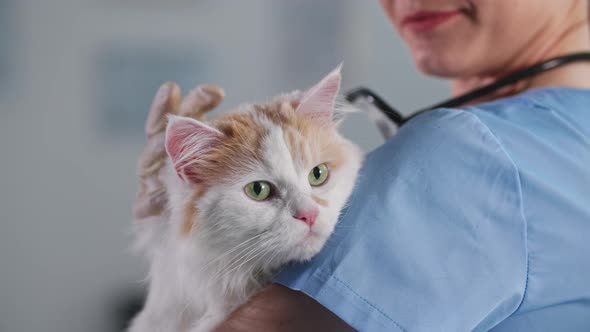 Portrait of Cute Cat with Long Hair in Arms of Female Veterinarian for a Pet Health Examination in