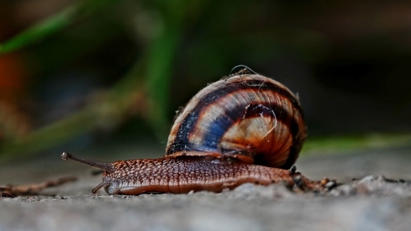 Snail macro shot 2 (4k)