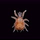 Acari Mite Oribatida Superfamily Ascoidea Under Microscope - VideoHive Item for Sale