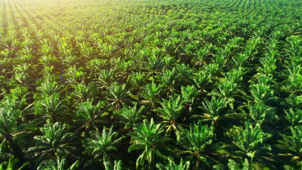 4K : Aerial view over a palm trees. palm plantation