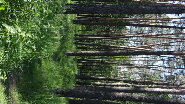 Vertical Video Aerial View Inside a Green Forest with Trees in Summer