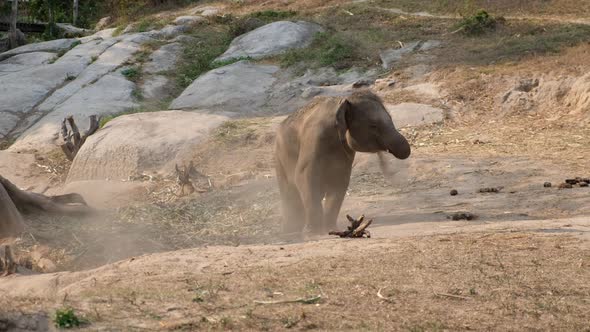 An asian elephant playing with soil on the ground in the forest