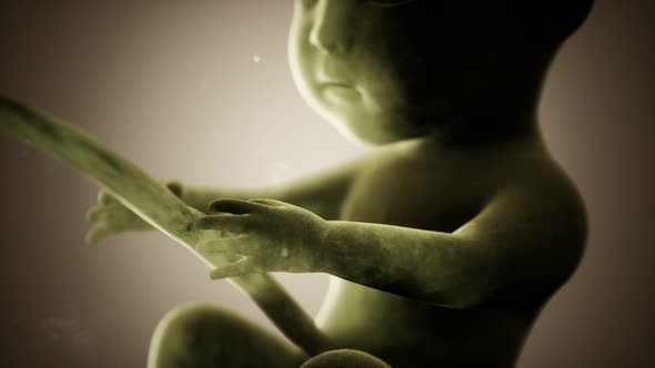 Medical 3d Animation of a Human Fetus