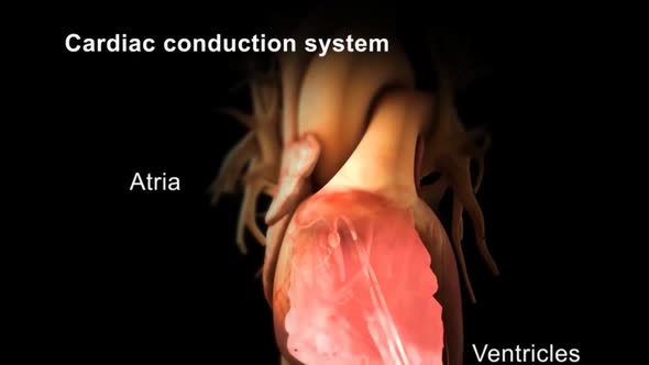 Cardiac Conduction System 3d medical