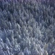 Winter Trees - VideoHive Item for Sale