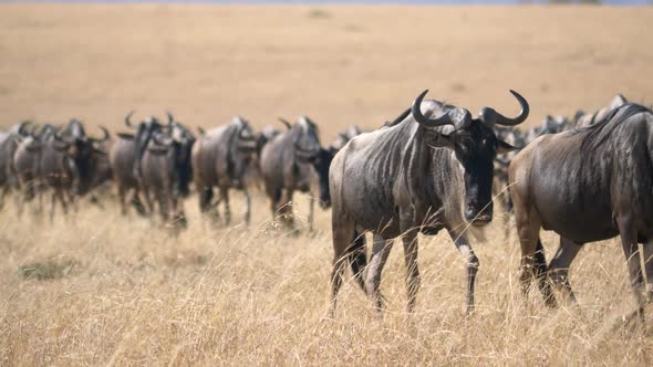 Wildebeests herd walking in Masai Mara