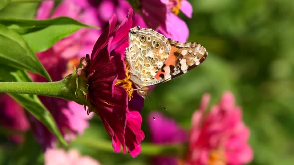 Butterfly (Vanessa cardui) on zinnia flower, Vertical video