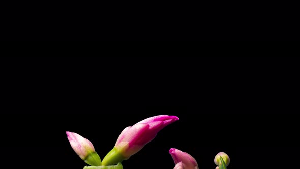 Timelapse of Growing and Blooming Pink Christmas Cactus Schlumbergera