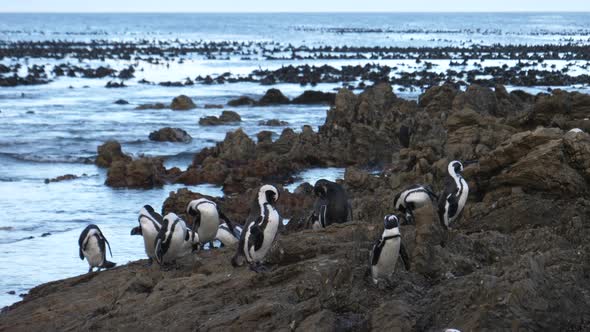 Penguin waddle on the rocks of Betty's Bay 