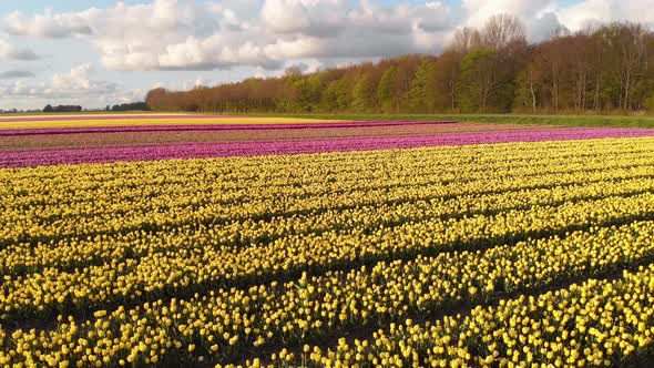 Dutch tulip fields growing in Netherlands countryside, 4k colourful landscape