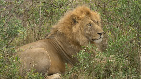 Lion lying in bushes