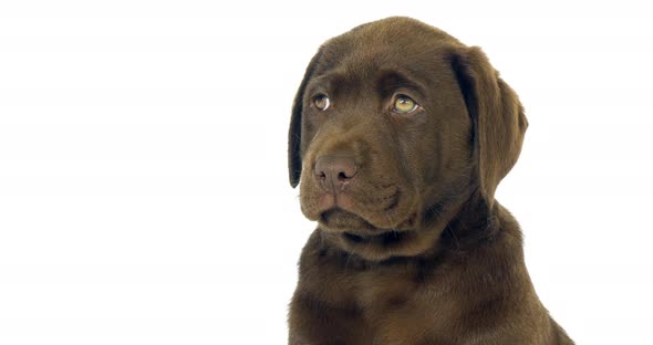 Brown Labrador Retriever, Portrait of Puppy on White Background, Normandy, Slow Motion 4K