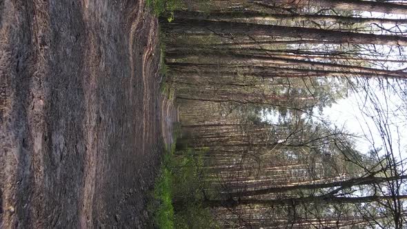 Vertical Video of a Road in the Forest Slow Motion