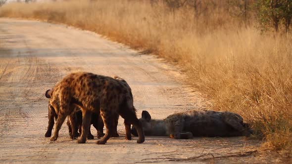 Spotted hyaena in Kruger National park, South Africa