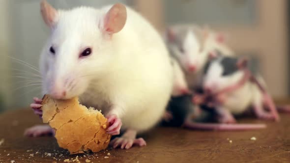 Closeup of Domestic White Pet Rat Eating Bread