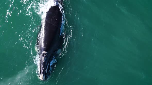 Solo Southern Right Whale exhaling water in distinctive V-shape; overhead shot