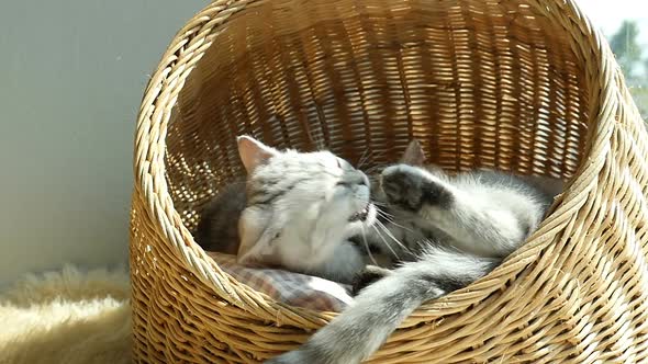 Two Kittens Playing In Basket Bed